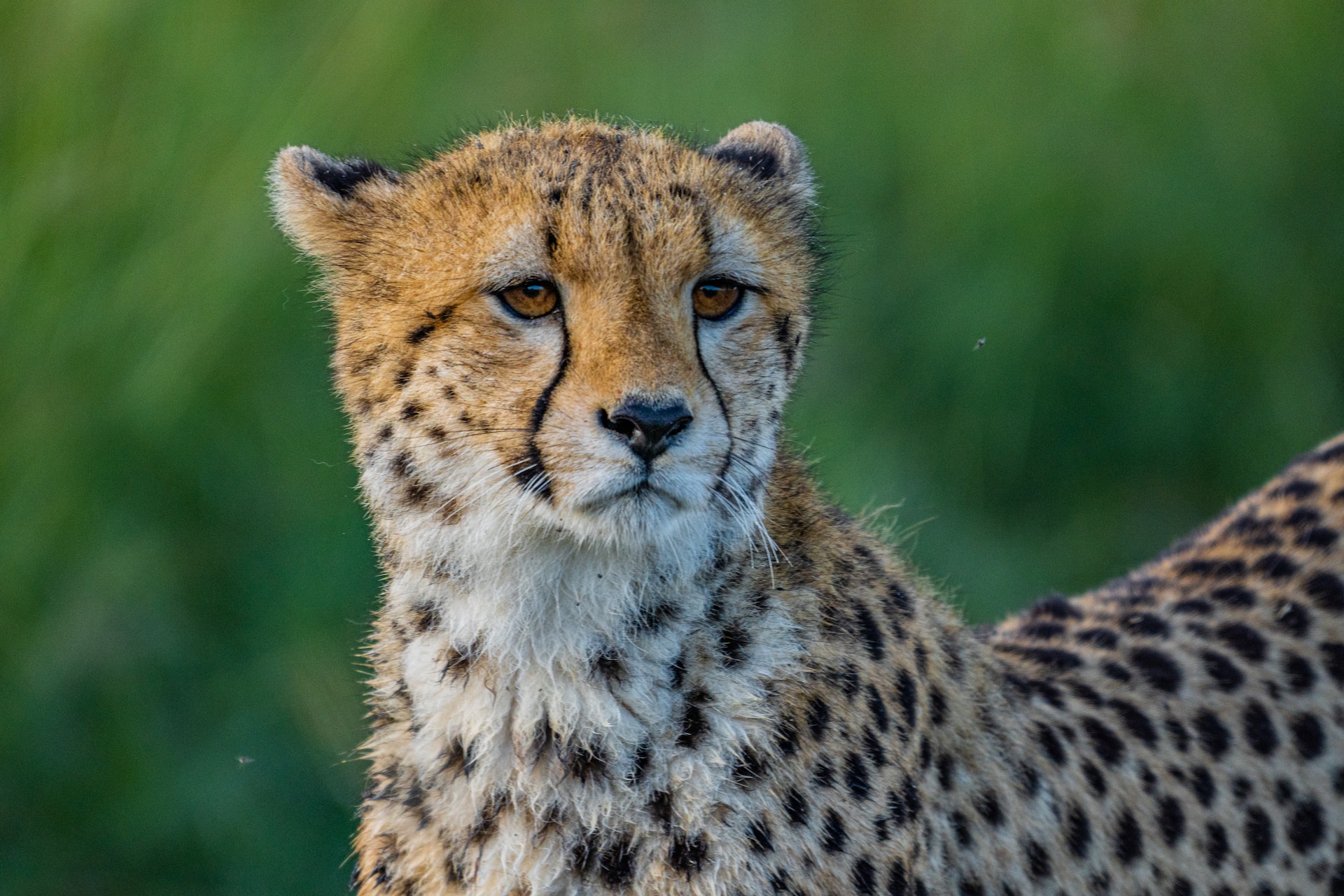 Cheetah portrait in the Maasai Mara