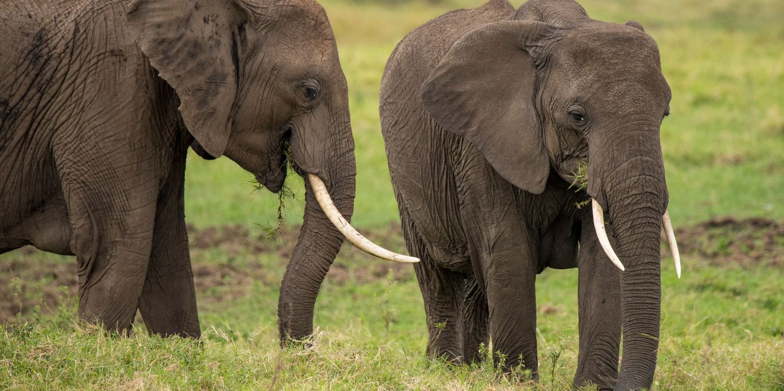 Elephants walking through the Maasai Mara