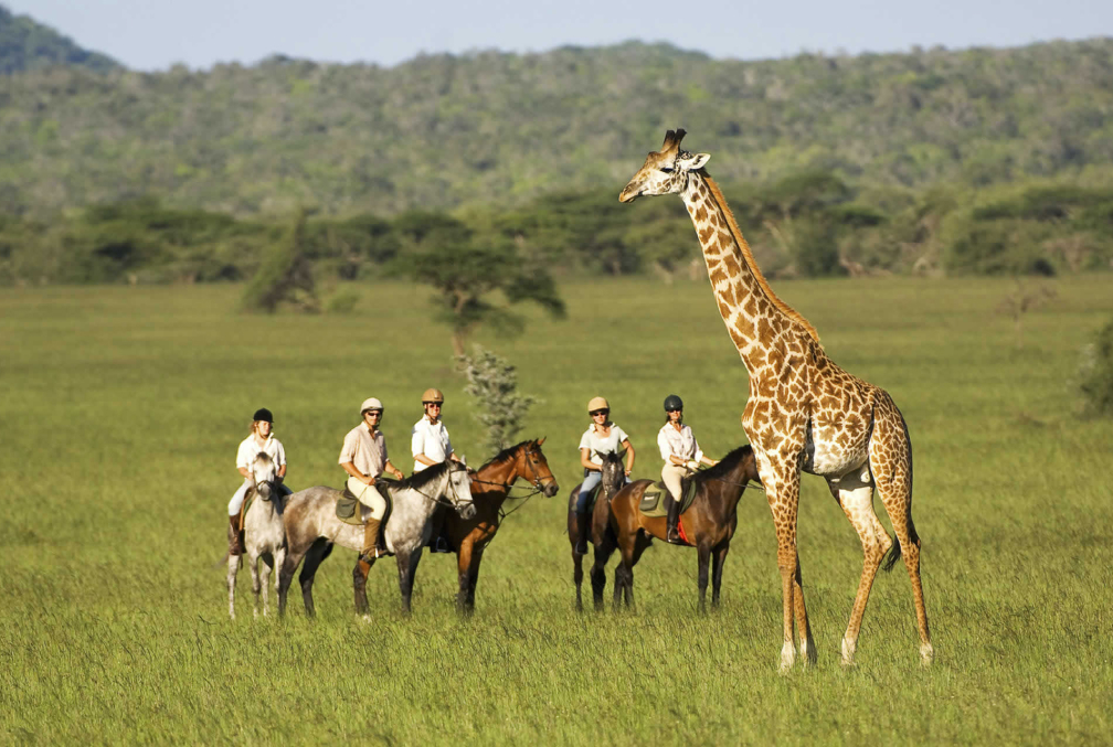 Giraffe standing near guests on a horse safari