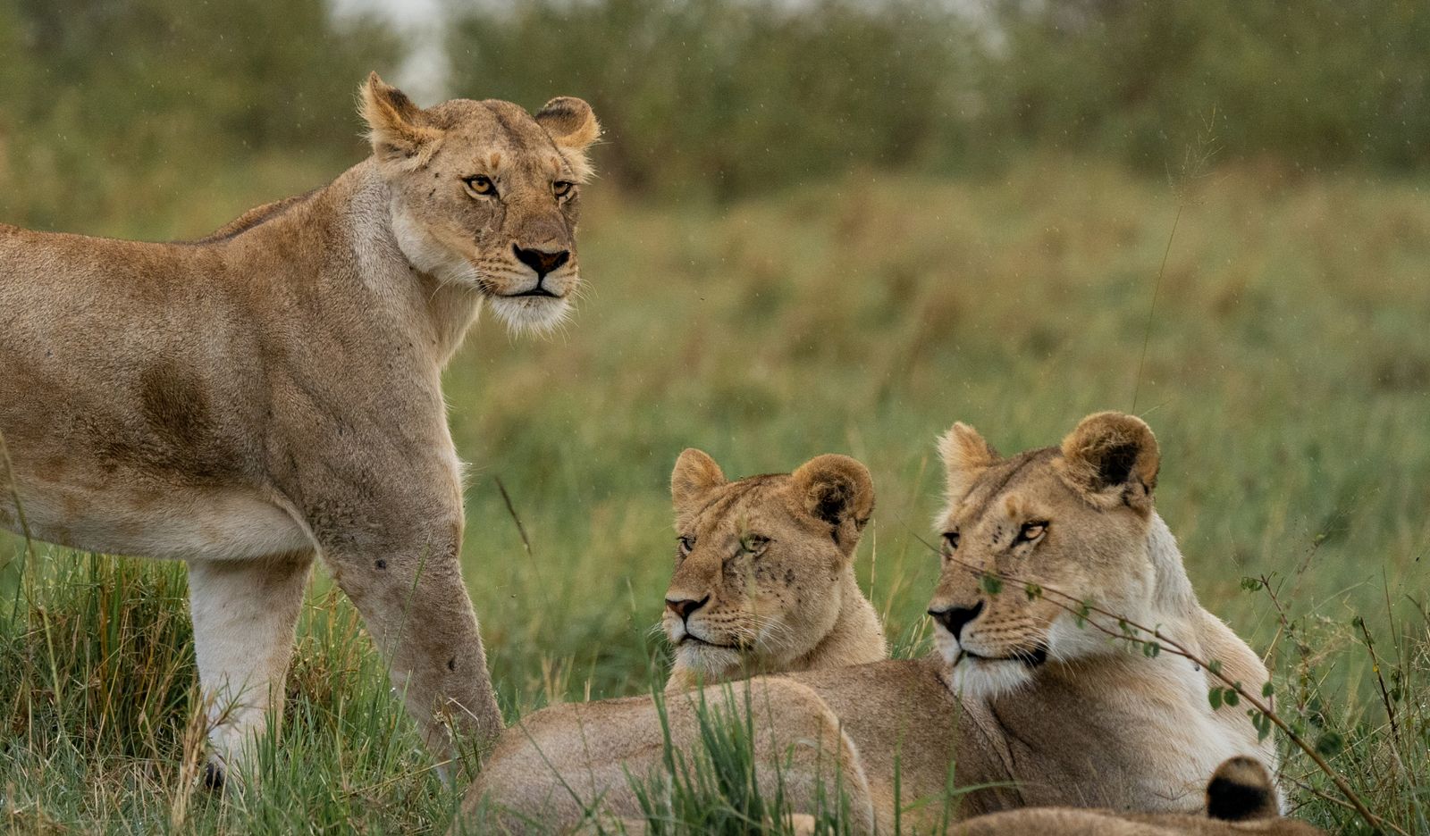 Lionesses resting in the Maasai Mara grass