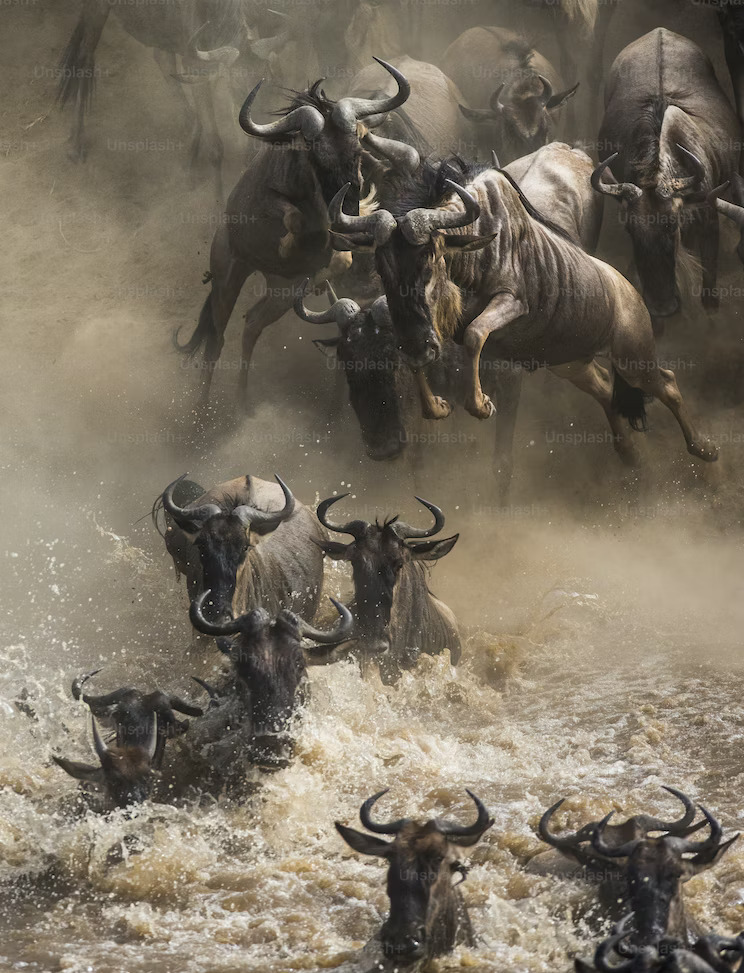 Great Migration wildlife crossing the Maasai Mara